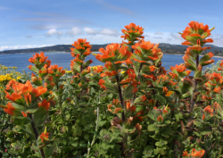 Photo taken at Point Lobos State Reserve © 2012 Ron Wolf 